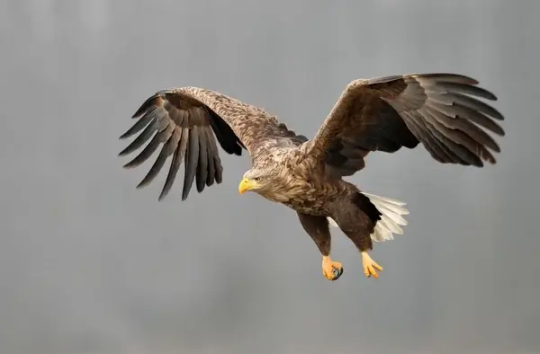 Adler als Krafttier im Yoga – Symbol für Mut, Überblick und Klarheit