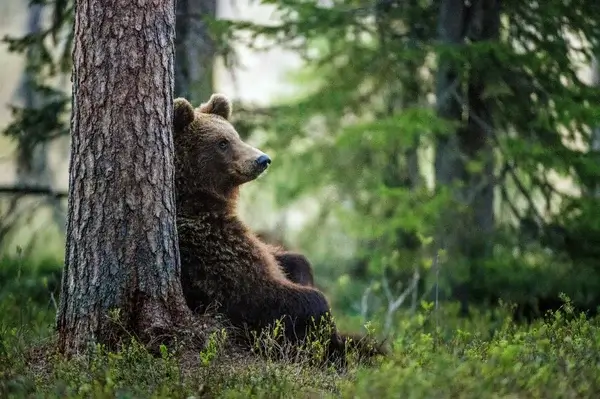 Braunbär-Pose im Krafttier Yoga in Baden – Erdung und Schutzkraft