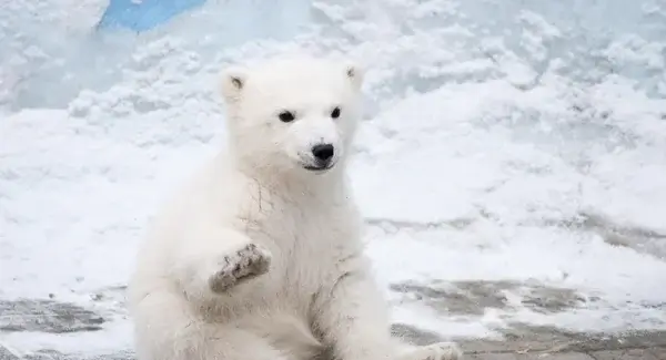 Eisbär-Spirit im Krafttier Yoga – Symbol für Heilenergie und Ausdauer