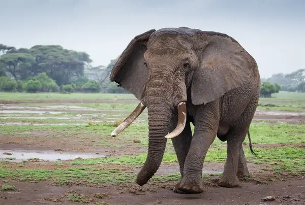 Elefanten-Spirit im Krafttier Yoga – Symbol für Weisheit, Sanftmut und Stabilität