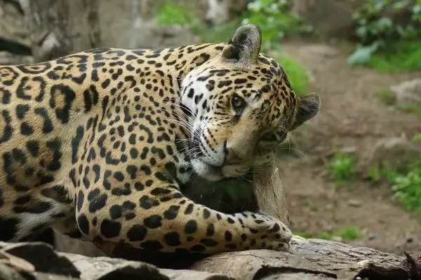 Jaguar-Spirit im Krafttier Yoga – Symbol für Herzenskraft und spirituelle Tiefe in Baden-Dättwil