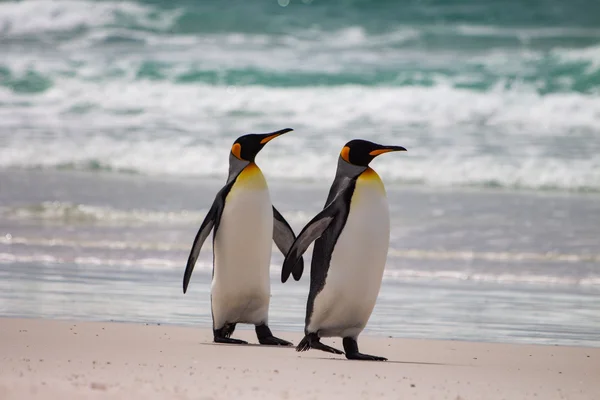 Pinguin-Spirit im Krafttier Yoga Baden-Dättwil – Symbol für Treue und emotionale Stabilität