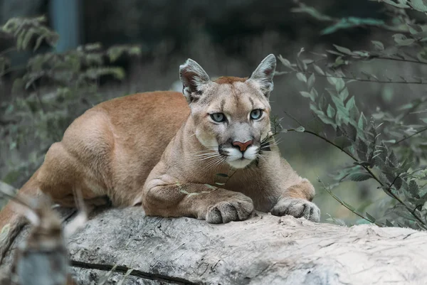 Puma-Spirit im Krafttier Yoga Baden-Dättwil – Symbol für Disziplin und stille Führerschaft