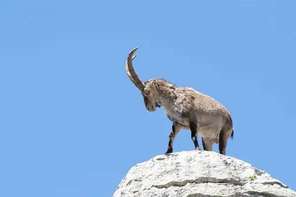 Steinbock-Spirit im Krafttier Yoga Baden-Dättwil – Symbol für Willenskraft und Stabilität