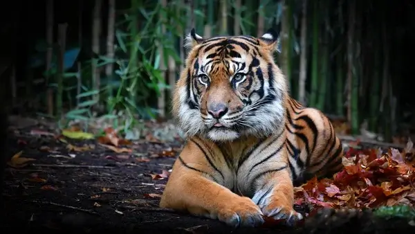 Tiger-Spirit im Krafttier Yoga Baden-Dättwil – Symbol für Schöpferkraft und Begeisterung