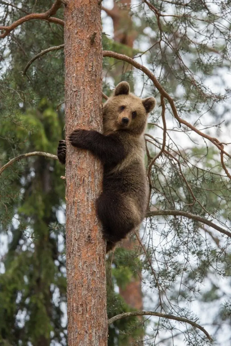 Braunbär am Baumstamm im Wald – Symbol für Schutz und Kraft im Krafttier Yoga