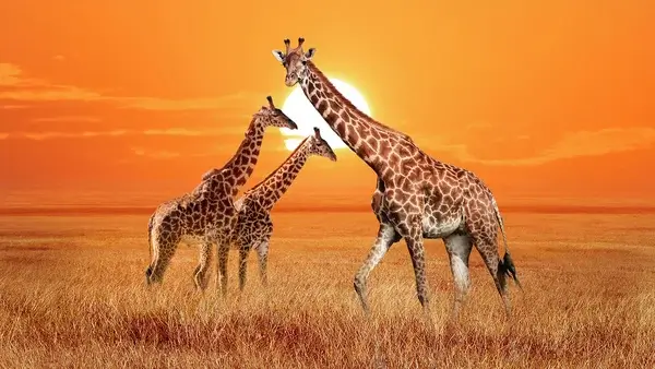 Giraffen-Spirit im Krafttier Yoga – Symbol für Weitsicht und Standfestigkeit