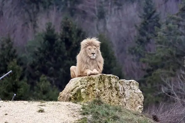 Löwen-Spirit im Krafttier Yoga in Baden-Dättwil – Symbol für Würde und spirituelle Kraft