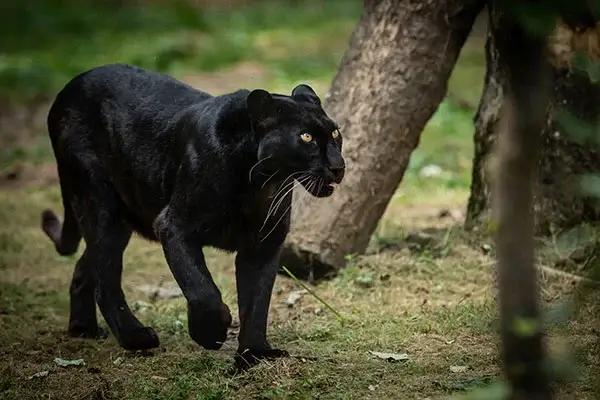 Schwarzer Panther-Spirit im Krafttier Yoga Baden-Dättwil – Symbol für Konzentration und Schutz