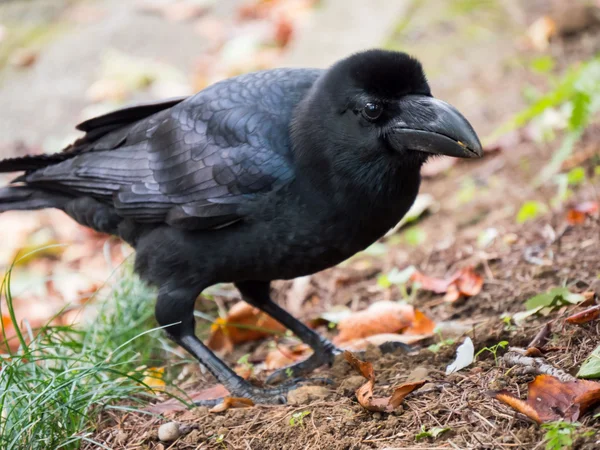 Raben-Spirit im Krafttier Yoga Baden-Dättwil – Symbol für Magie, Intelligenz und Durchblick