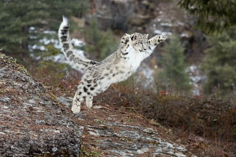 Schneeleoparden-Spirit im Krafttier Yoga Baden-Dättwil – Schneeleopard in hochalpiner Landschaft