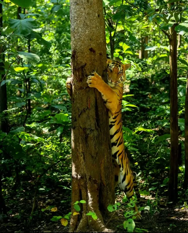 Tiger-Spirit im Krafttier Yoga Baden-Dättwil – Tiger symbolisiert Schöpferkraft und innere Stärke