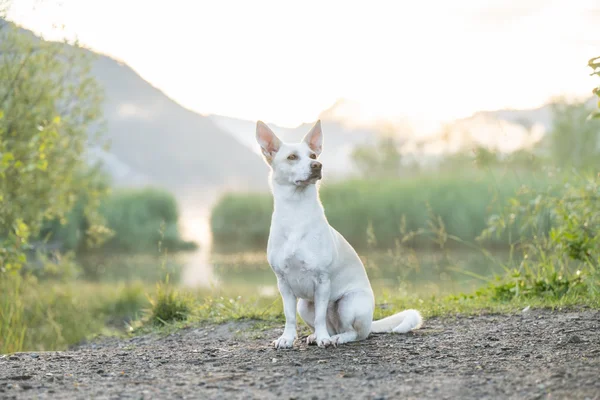 Hund als Krafttier in der Natur am Wasser