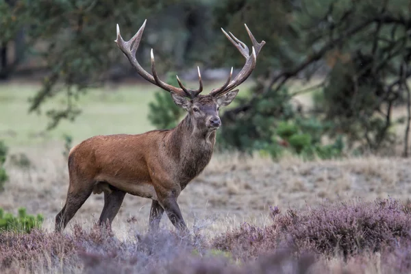 Hirsch als Krafttier in der Natur mit Geweih